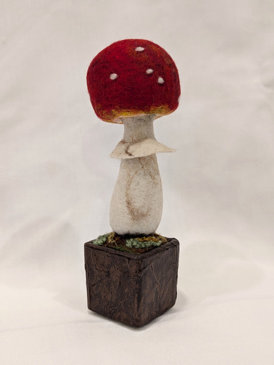 Amanita