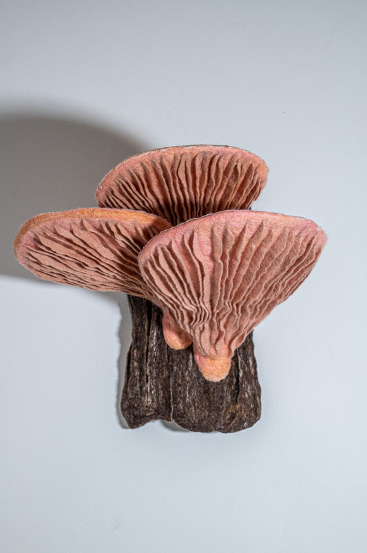 Pink Oysters