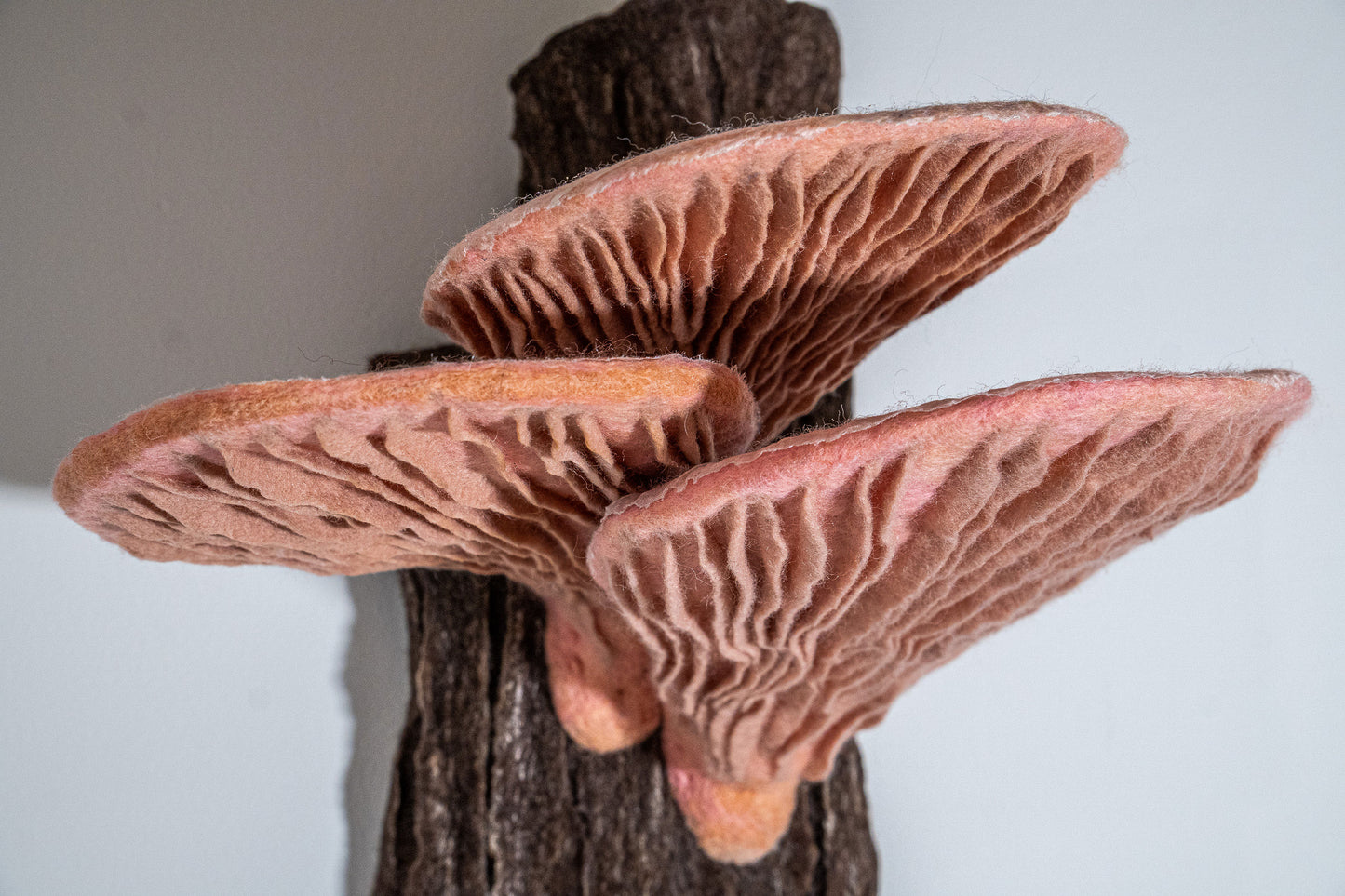 Pink Oysters