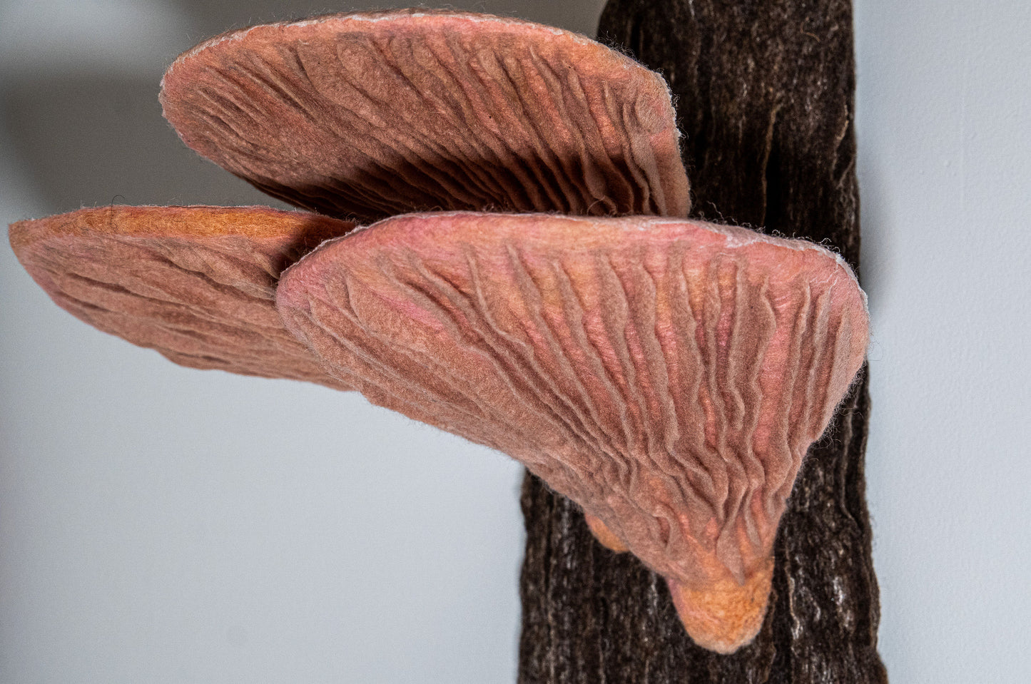 Pink Oysters